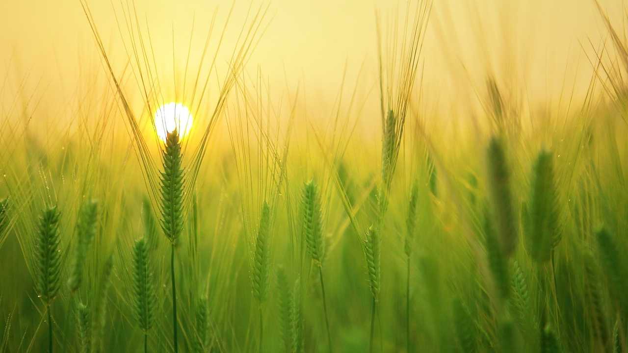 Agricoltura biologica: a rischio fondi PAC