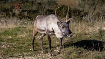 Rudolph, la Renna di Babbo Natale