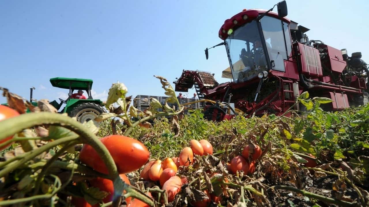 piu-pomodoro-ma-meno-zuccheri-allarme-brix-2026