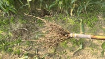 Seminart: la raccolta del sorgo Toretto seminato da Giulia