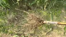 Seminart: la raccolta del sorgo Toretto seminato da Giulia