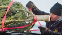 ADAC gibt Tipps für den Weihnachtsbaumtransport