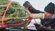 ADAC gibt Tipps für den Weihnachtsbaumtransport