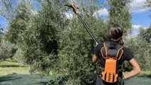 Pellenc POWER 48: l'abbacchiatore in prova con Giulia Tonello