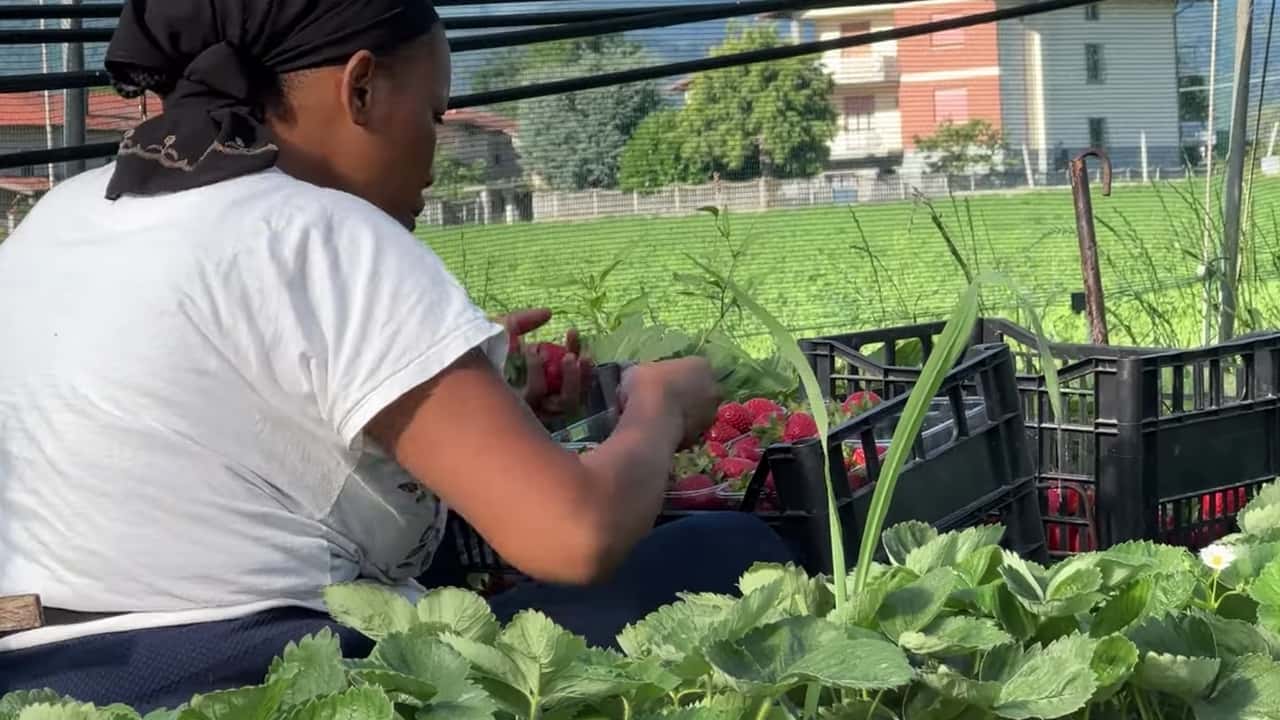 Lavoro occasionale agricolo: norma definitiva dal 2026