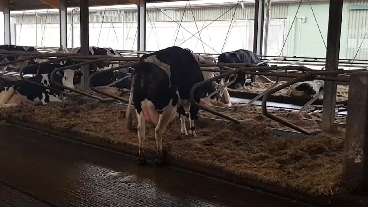 Milleproroghe 2025-2026: come adeguare l’allevamento ai nuovi indirizzi ClassyFarm