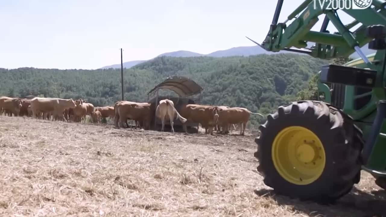 Allevamenti: quando i terreni agricoli sono esclusi dalla normativa 