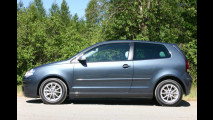 Blauer Sparzwerg