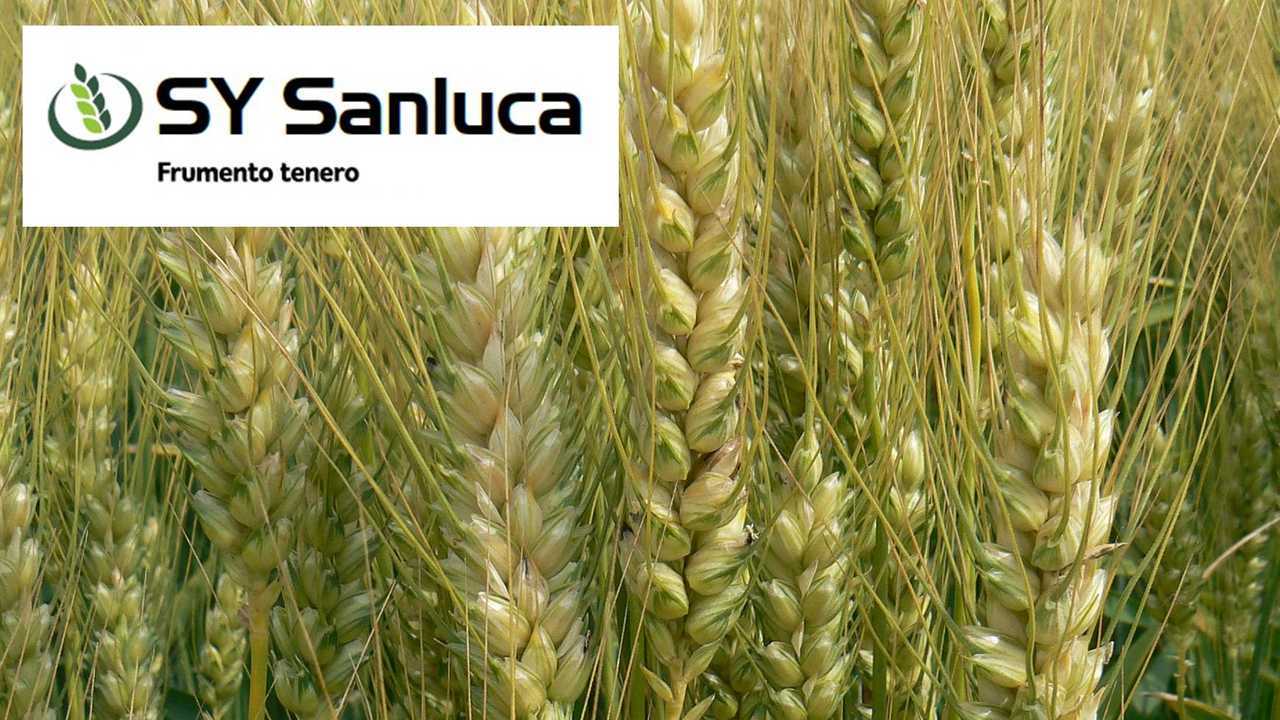 Syngenta cereali da paglia