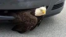 Bald eagle saved from car bumper