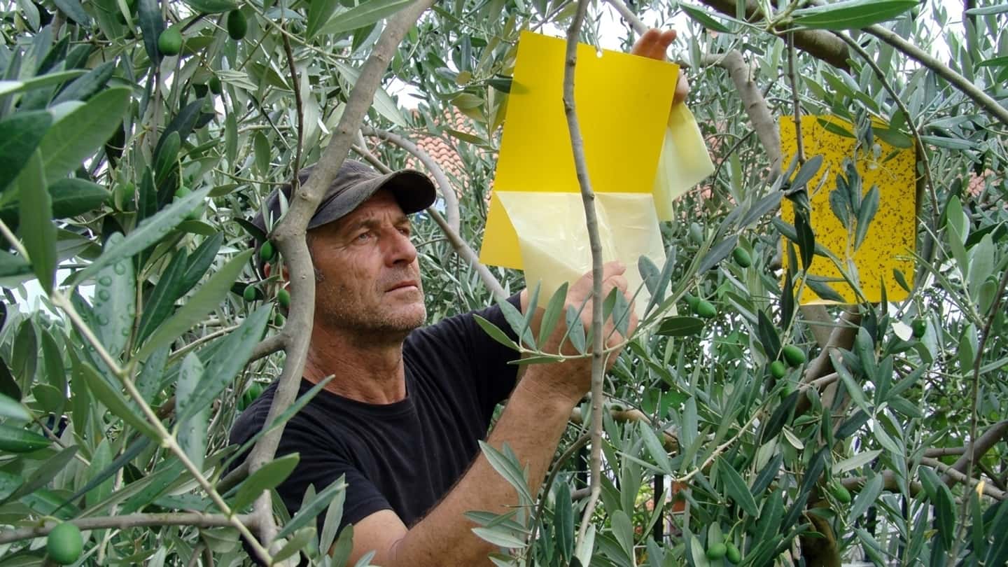 Mosca dell’olivo, perché il calo termico riaccende il rischio
