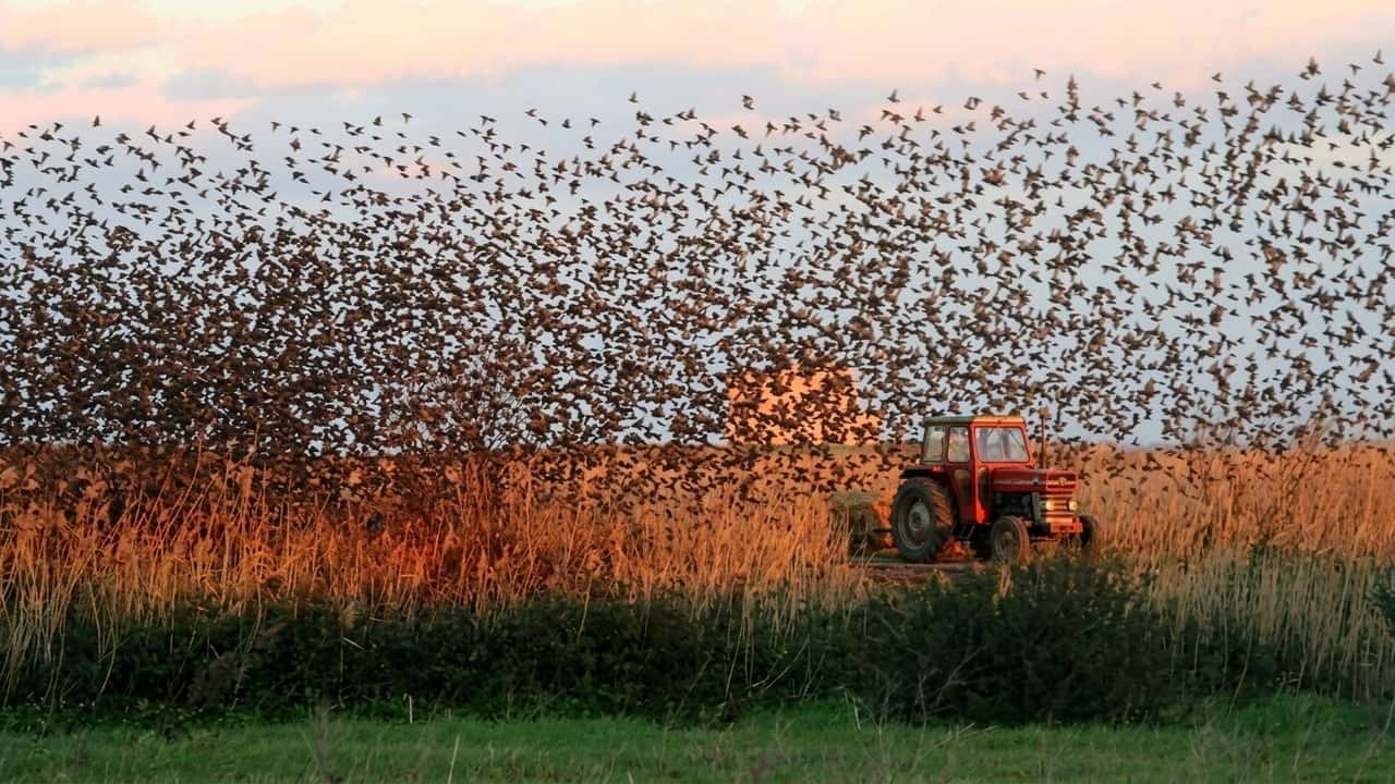 via-libera-agli-abbattimenti-degli-storni-in-puglia-cosa-cambia