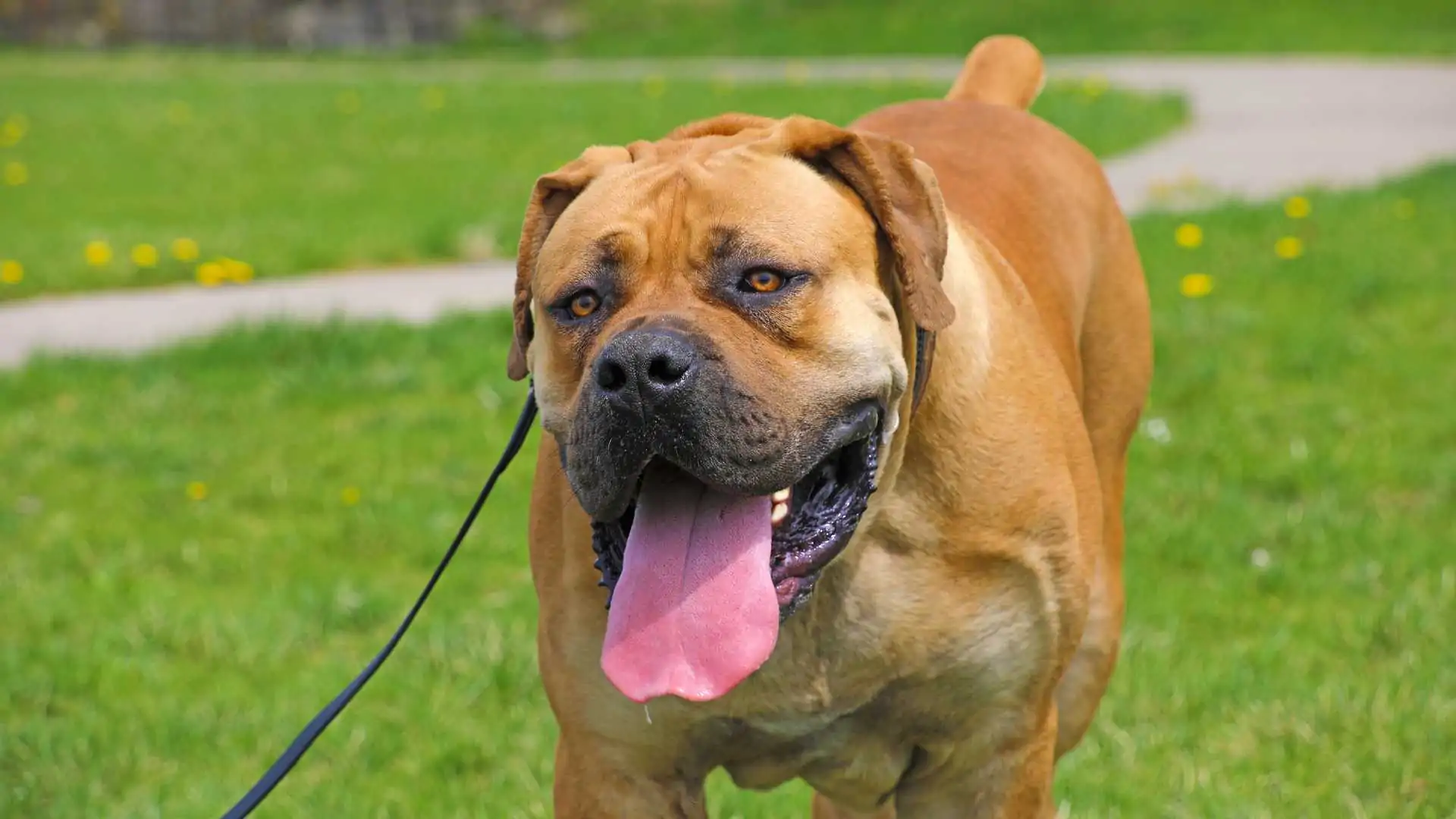 How Much Does A Boerboel Dog Cost