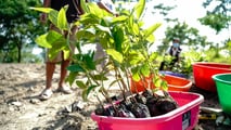 Il progetto BYD Building Dreams & Forest