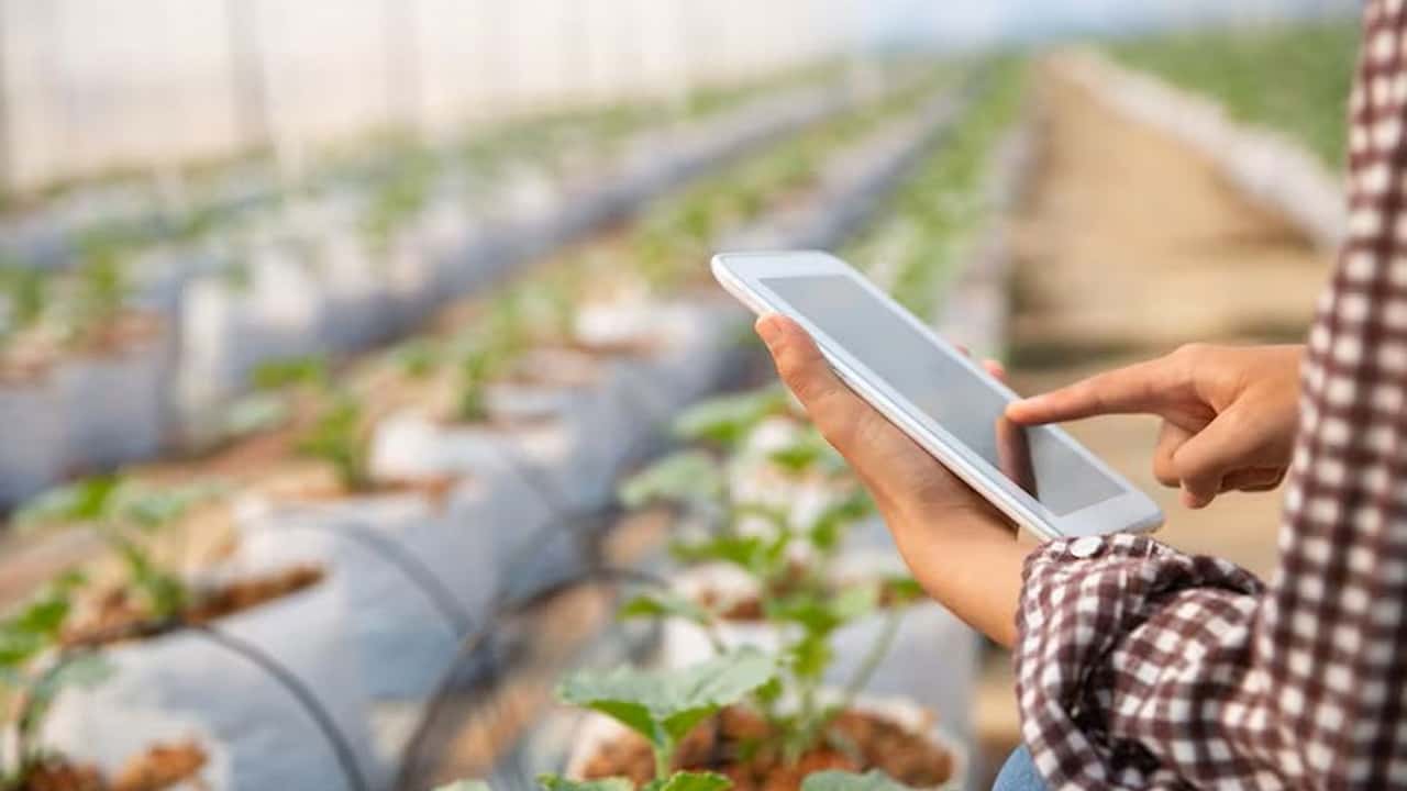 Intelligenza artificiale in agricoltura: come Netflix?