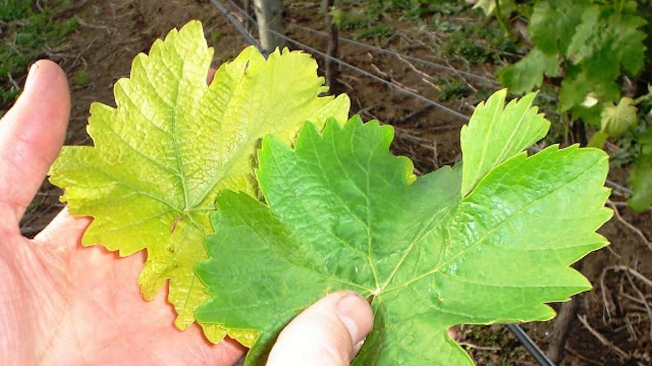 Clorosi ferrica in annate piovose con diagnosi corretta, interventi rapidi con chelati di ferro e strategie preventive su portinnesti e suolo