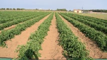 Sensori e AI per programmare i volumi irrigui del pomodoro nel 2026
