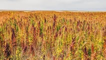 La quinoa si coltiva già su 450 ettari in Italia con PLV da 3.000 euro/ha: nel 2027 può diventare una scelta strategica per diversificare il reddito.