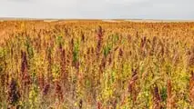 La quinoa si coltiva già su 450 ettari in Italia con PLV da 3.000 euro/ha: nel 2027 può diventare una scelta strategica per diversificare il reddito.