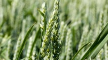 Come costruire un programma fungicida stay green sul frumento nel 2026?