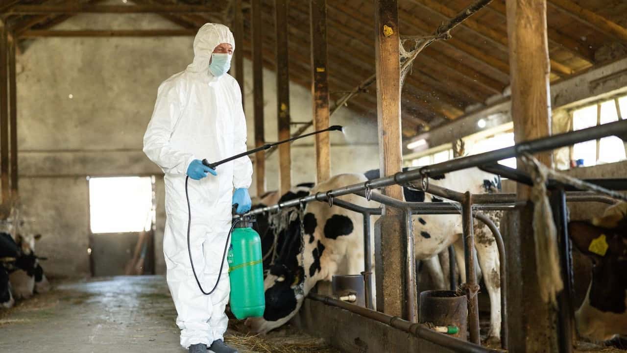 Piano integrato contro mosche e Stomoxys negli allevamenti bovini