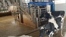 Uso dell’intelligenza artificiale per mungitura, benessere delle bovine e manutenzione predittiva in stalla