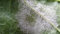 Guida alla lettura dei bollettini fitosanitari per peronospora e oidio, collegando rischio, stadio fenologico e strategie di difesa in vigneto