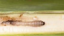 Piralide mais: applicare Trichogramma e Bacillus con le attrezzature giuste