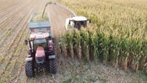 Lunghezza di trinciatura insilati: come tararla sul benessere delle bovine