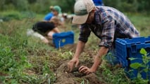 Disoccupazione agricola 2025: istruzioni INPS per i pagamenti