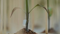 Ibridi di pomodoro e portinnesti resistenti al ToBRFV in base a resistenze genetiche, segmenti produttivi e protocolli di difesa integrata