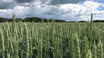 Biostimolanti su frumento in semina su sodo contro gli stress