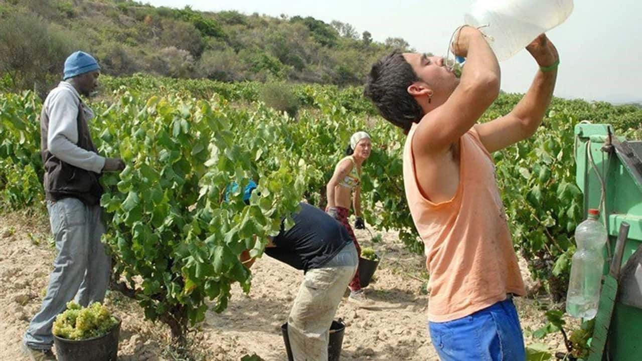 Cisoa caldo 2026: cassa integrazione agricola anche per gli Otd