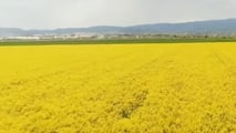 Perché inserire la colza nelle rotazioni 2025-2026?