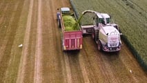 Triticale da insilato nei piani foraggeri 2026: rotazioni e rese