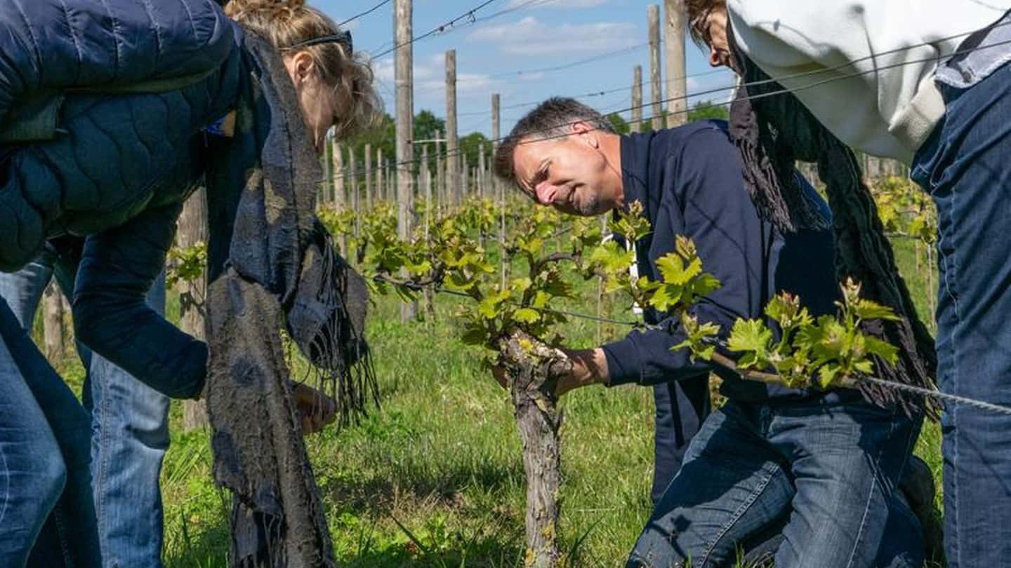 Flavescenza dorata in vigneto, incontro tecnico a Canelli