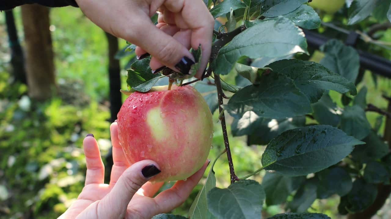 Crisi ortofrutticola: boom di importazioni extra-UE e produzione italiana in affanno