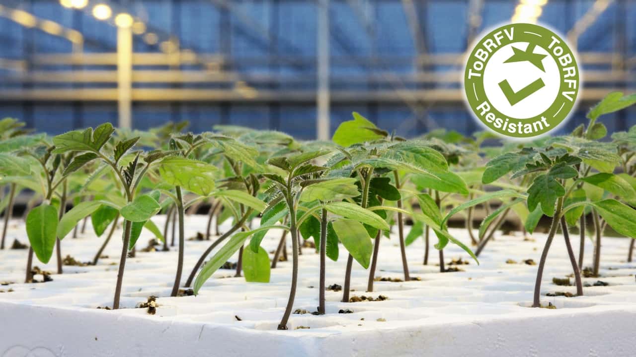 Syngenta: nuova generazione di portinnesti resistenti al ToBRFV