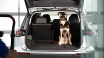  Tierische Besucher in der VW Tayron (2025) Produktion 