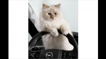 Opel: Corsa, Karl und Katze