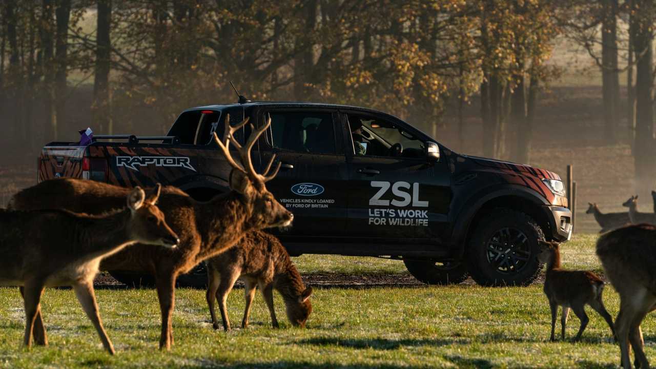 Ford Ranger Raptor at ZSL Whipsnade Zoo