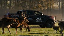 Ford Ranger Raptor at ZSL Whipsnade Zoo