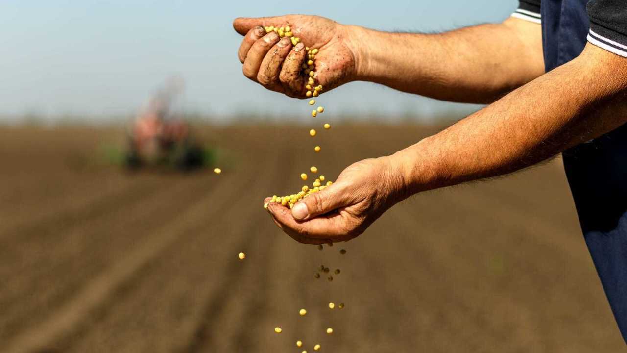 Syngenta su Verisem