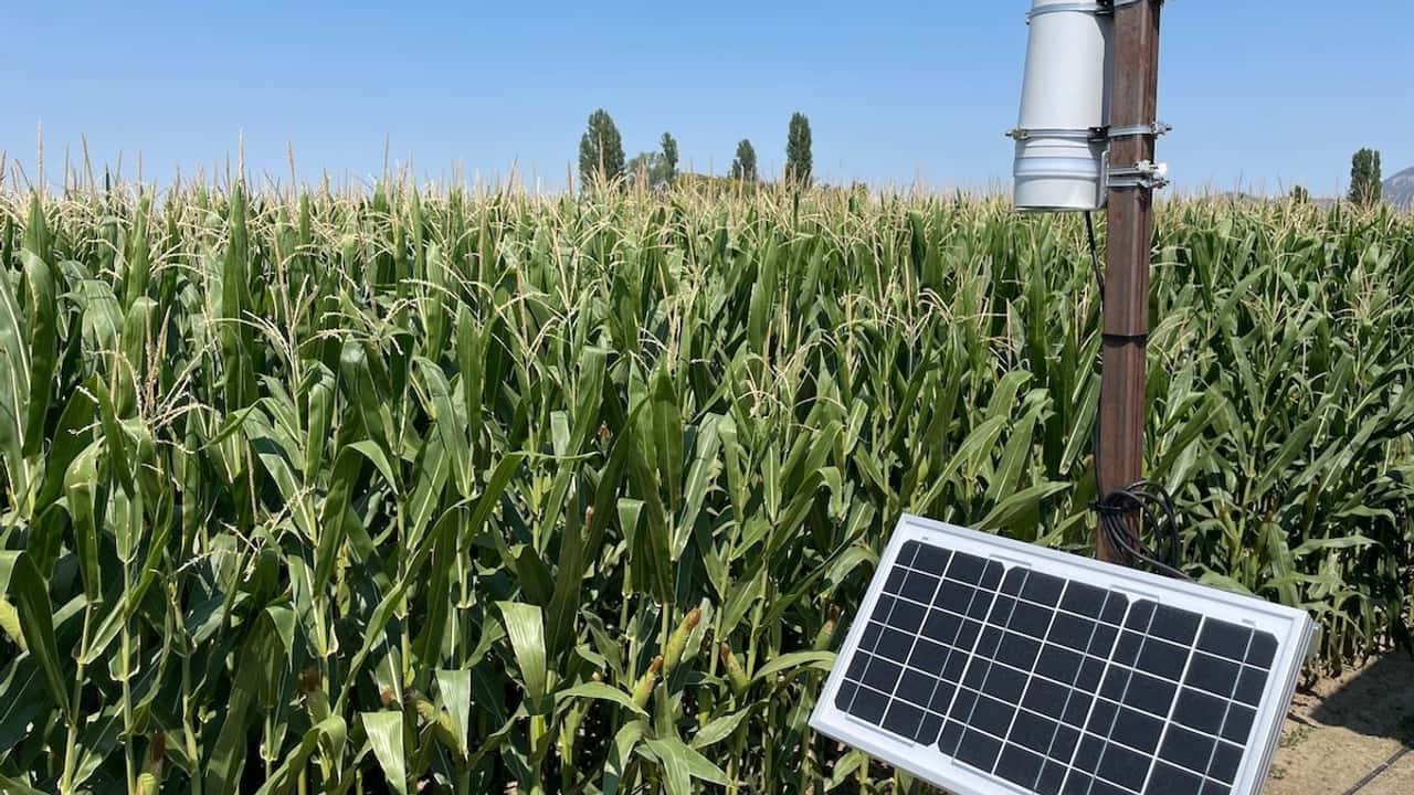 Toro: Tempus Air a Enovitis in Campo 2024