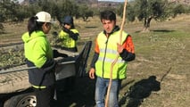 Raccolta olive 2026: la formazione sicurezza diventa obbligo
