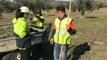 Raccolta olive 2026: la formazione sicurezza diventa obbligo