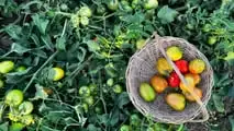 TEA e nuove resistenze ai virus del pomodoro: cosa cambia dal 2026