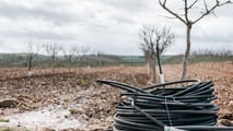 Dal sito di impianto alla gestione del suolo, dall'irrigazione alla difesa: tutto quello che serve sapere prima di avviare un avocadeto in Italia