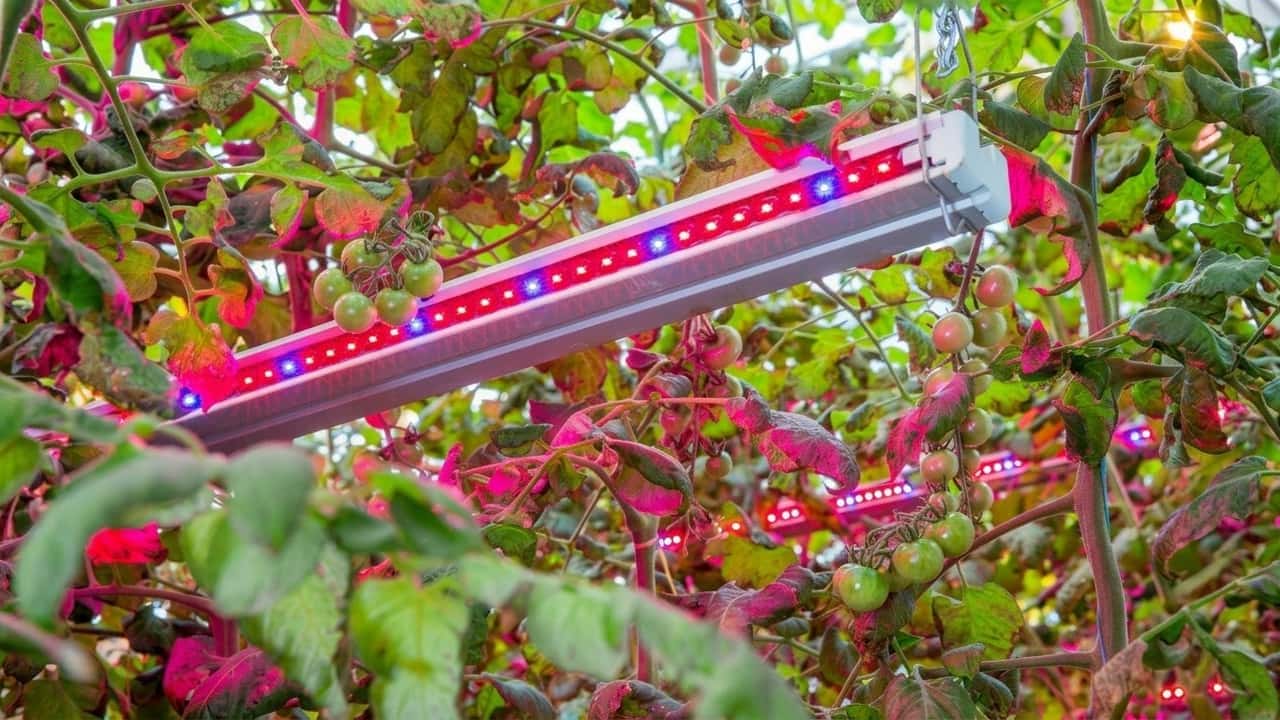 la-luce-puo-ridurre-i-fertilizzanti-pomodori-piu-dolci