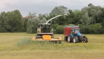 Come migliorare fermentazione e stabilità dell’insilato di triticale?